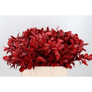 RUSCUS KL BH ROOD