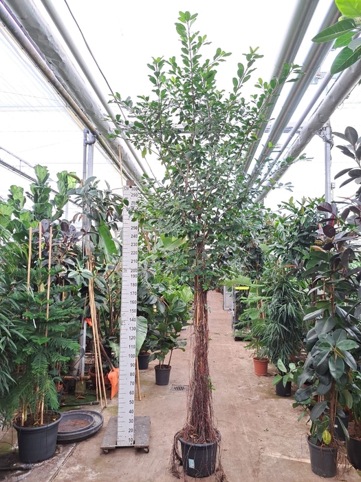 Ficus natalensis Lynn