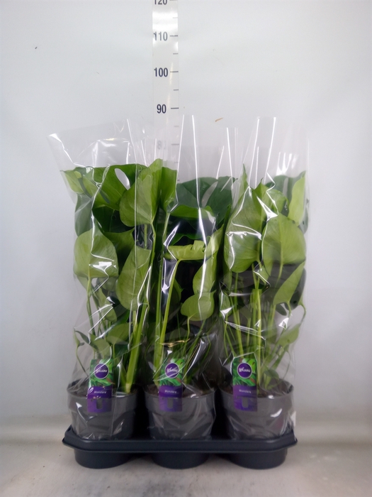 <h4>Monstera delic.</h4>