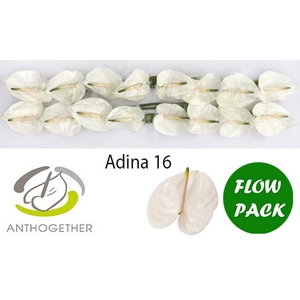 Anth A Adina 11 cm X16 Flow Pack Bouman