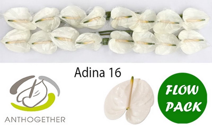 <h4>Anth A Adina Flowpack Bouman</h4>