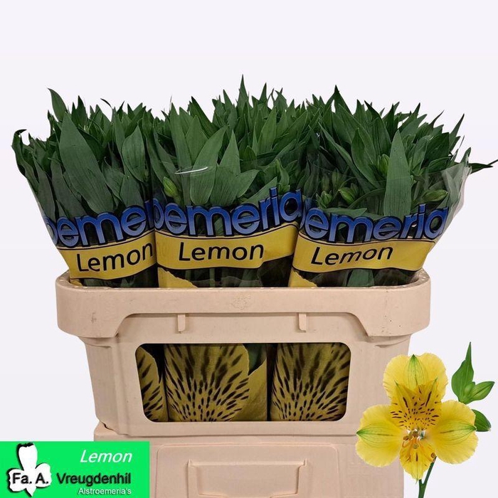 <h4>Alstr Lemon Vreugdenhil</h4>