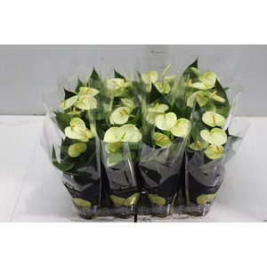 ANTHURIUM VANILLA P09 PREMIUM