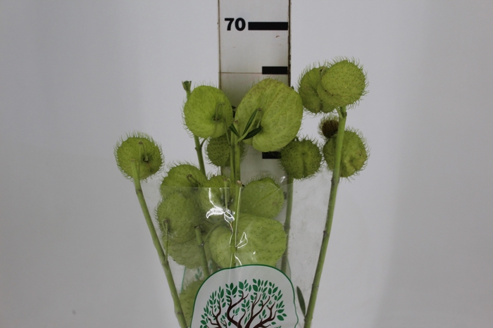 <h4>FOLHAGEM ASCLEPIAS</h4>