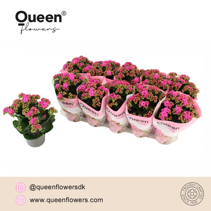 <h4>Kalanchoe Augusta P12 Queen</h4>