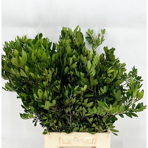 Pistache bunche 1kg (Prima)