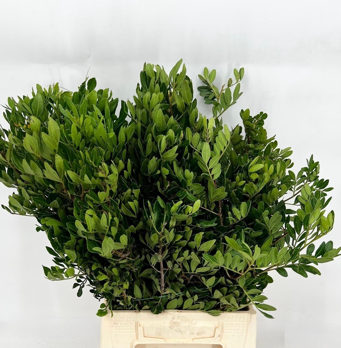 <h4>Pistache bunche 1kg (Prima)</h4>