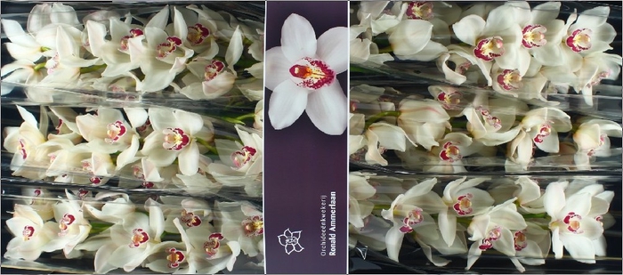 <h4>Cymbidium Mazurka Doos</h4>