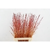CORNUS SA WINTER BEAUTY PER STEM 120CM