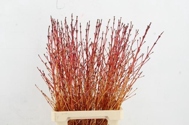 CORNUS SA WINTER BEAUTY PER STEM 120CM