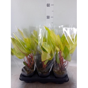 Philodendron  'Painted Lady'