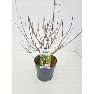 Cephalanthus occidentalis