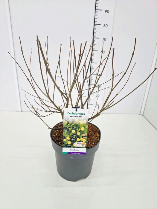 Cephalanthus occidentalis