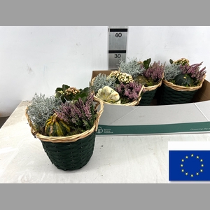 ARR TUINPLANTEN