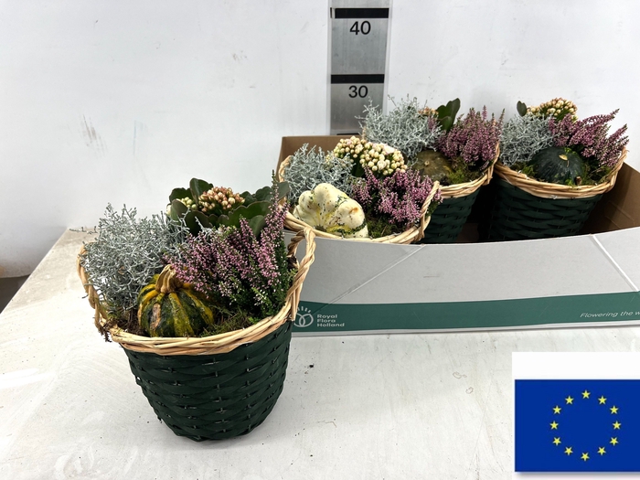 <h4>ARR TUINPLANTEN</h4>