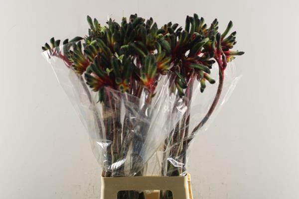 <h4>Anigoz Royal Cheer (rood/groen</h4>