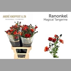 Ran Co Magical Tangerine