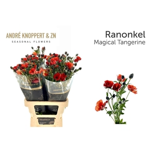 Ran Co Magical Tangerine
