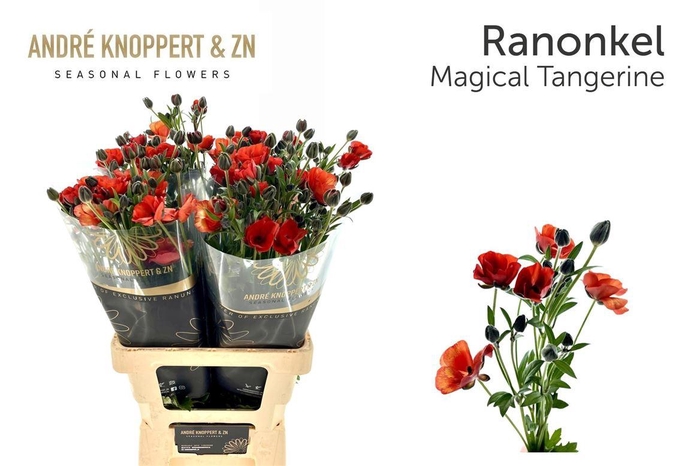 <h4>Ran Co Magical Tangerine</h4>