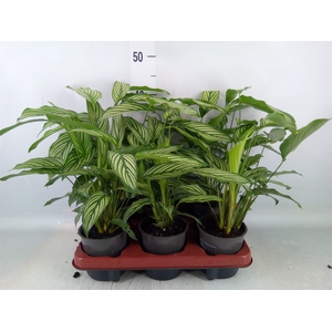 Calathea   ...