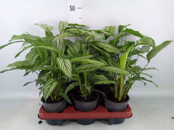 <h4>Calathea   ...</h4>