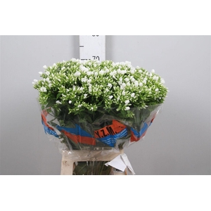 Phlox P Whitecap