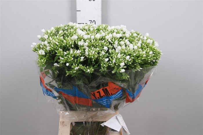 <h4>Phlox P Whitecap</h4>