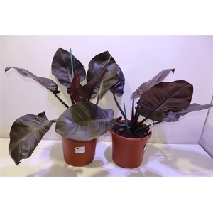 arr8 Phil Imperial Red