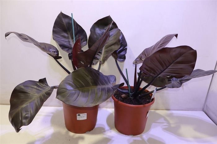 <h4>arr8 Phil Imperial Red</h4>