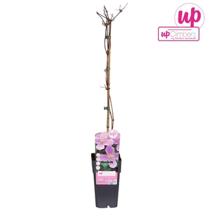 Clematis Montana var. rubens