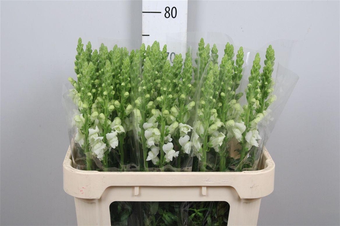 <h4>Antir Cool White</h4>