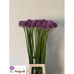 Allium Gladiator