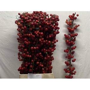 MALUS RED SENTINEL