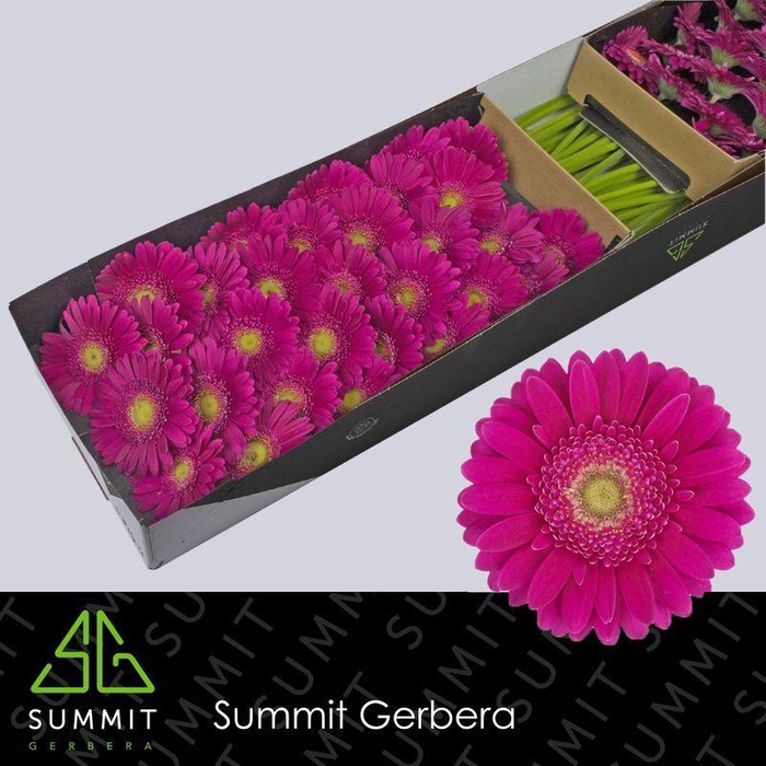 <h4>Germini Vivian Doos</h4>