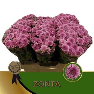 Chr S Zonta