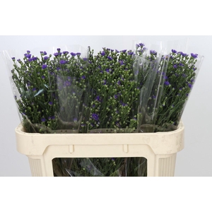 Aster Casamare
