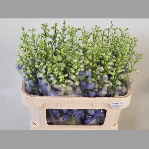 DELPH DU AURORA BLUE