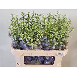 DELPH DU AURORA BLUE