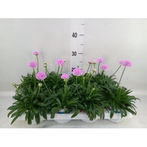 Armeria pseud. 'Dreameria Sweet Dr'
