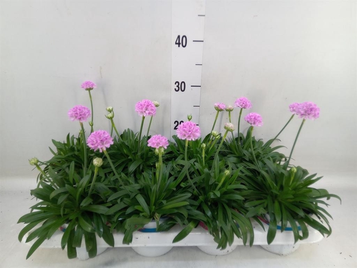 <h4>Armeria pseud. 'Dreameria Sweet Dr'</h4>