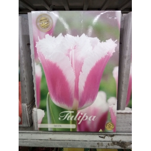 Tulipa   ...flowerbulbs