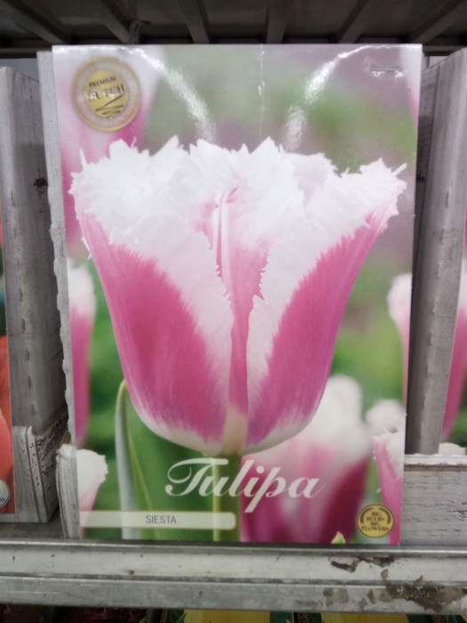 <h4>Tulipa   ...flowerbulbs</h4>