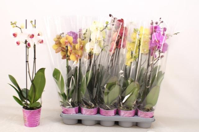 <h4>PHAL GEM 5 KL</h4>