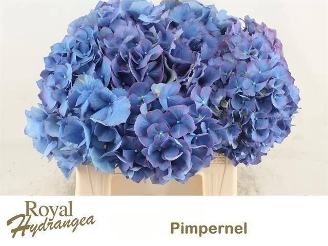 <h4>HYDR M CH PIMPERNEL</h4>