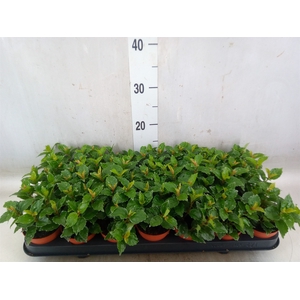 Pilea cadierei