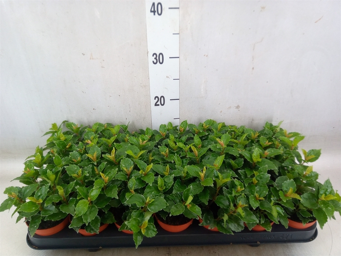 <h4>Pilea cadierei</h4>