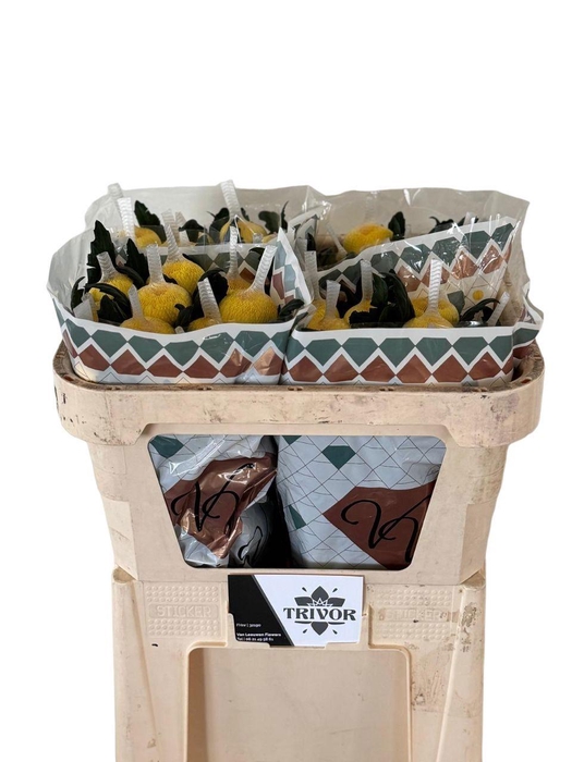 <h4>CHR G PJOTR</h4>