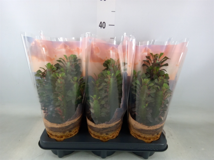 <h4>Euphorbia trigona 'Rubra'</h4>