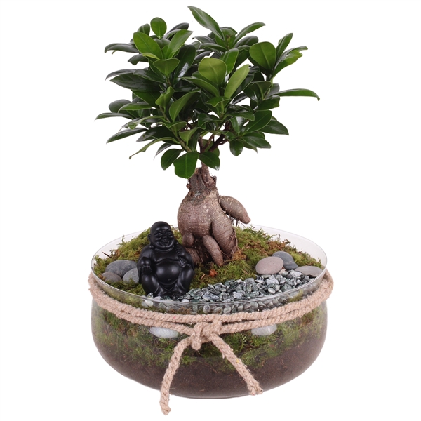 <h4>Ficus m. Ginseng ø12cm in ø24cm Glass Vase with Rope</h4>