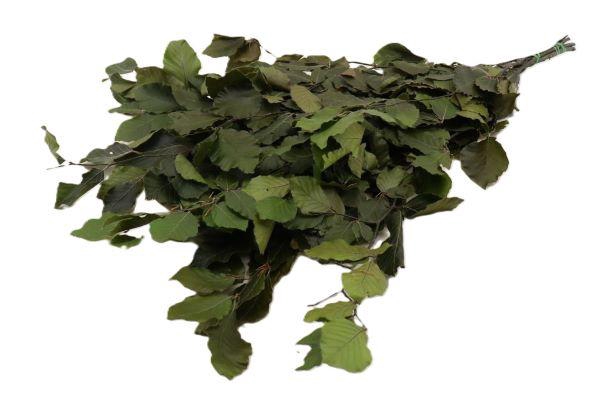 Bunch Fagus Pres. Slv 150g L80